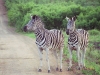200511_SouthAfrica