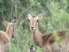 200812_SouthAfrica