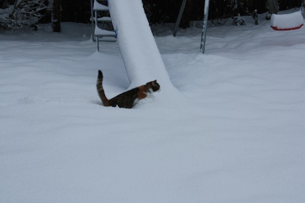 snow6.jpg