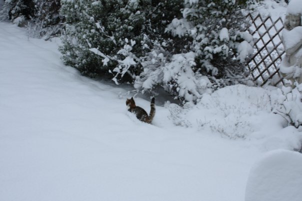 snow7.jpg