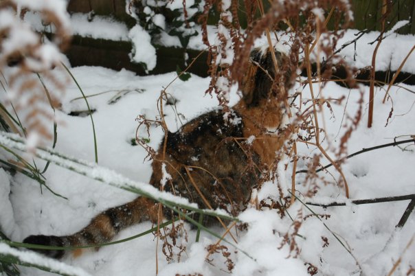 snow8.jpg