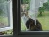 Tilly