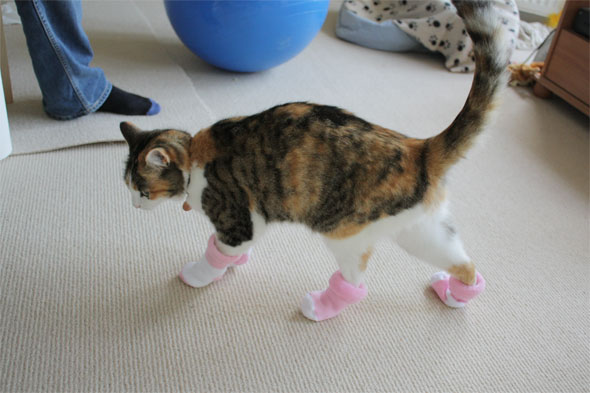 tilly-socks